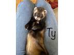 Adopt Ty a Brown or Chocolate Ferret small animal in Acworth, GA (39043945)