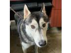 Adopt Acacia a Black Husky / Mixed dog in Selma, CA (39043326)