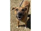 Adopt Cooper a Tan/Yellow/Fawn Mixed Breed (Large) / Mixed dog in Balch Springs