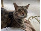 Adopt Whitney a Tiger Striped Domestic Longhair (long coat) cat in Murfreesboro