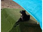 Adopt Jr. a Black Pit Bull Terrier / Boxer dog in Lukeville, AZ (39031959)