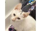 Adopt Ross a White Domestic Shorthair / Domestic Shorthair / Mixed cat in