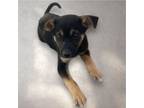 Adopt Crumpet a Cattle Dog, Mixed Breed