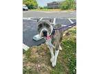 Adopt Willie Mae a American Staffordshire Terrier, Mixed Breed