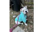 Adopt Lotus NEURO ISSUES a White American Pit Bull Terrier / Mixed dog in New