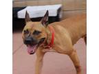 Adopt Izzy a American Staffordshire Terrier, Pit Bull Terrier