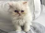 Flame Point Persian Male