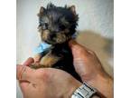 Yorkshire Terrier Puppy for sale in El Monte, CA, USA