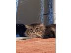 Adopt Cookie a Domestic Longhair / Mixed (short coat) cat in Bourbonnais