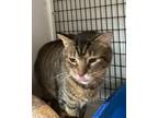 Adopt Pauly a Domestic Shorthair / Mixed (short coat) cat in Brainardsville