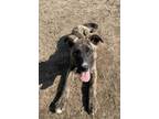 Adopt Stormi a Shepherd, Pit Bull Terrier