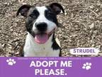 Adopt STRUDEL a Pit Bull Terrier