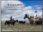 Meet Romano Black & White Tennessee Walking Gelding - Available on