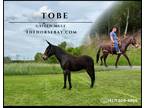 Meet Tobe Black Gaited Mule Gelding - Available on [url removed]