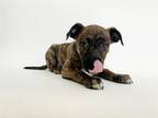 Adopt FRENCH HORN a Pit Bull Terrier, Mixed Breed