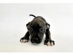 Adopt TUBA a Pit Bull Terrier, Mixed Breed