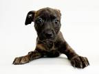 Adopt SAXOPHONE a Pit Bull Terrier, Mixed Breed