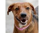 Adopt A486828 a Treeing Walker Coonhound, Mixed Breed