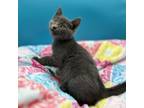 Adopt Luna--In Foster***ADOPTION PENDING*** a Domestic Short Hair
