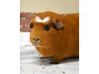Adopt Butterfly (companion To Quest) a Guinea Pig