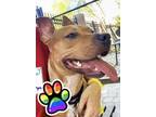 Adopt Ameena a Pit Bull Terrier, Mixed Breed