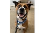Adopt Voodoo a Boxer, Mixed Breed
