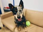 Adopt Margarine - In Foster a Cattle Dog, Mixed Breed