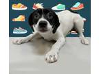 Adopt Adidas a German Shorthaired Pointer, Mixed Breed