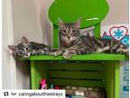 Adopt Jaclyn and Charlotte a American Shorthair