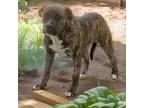 Adopt Marbles a Pit Bull Terrier, Mixed Breed