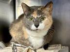 Adopt Philly a Domestic Short Hair