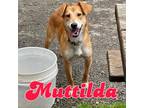 Adopt Muttilda a Carolina Dog, Golden Retriever