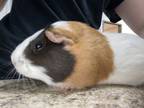 Adopt Phoebe a Guinea Pig