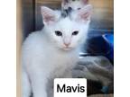 Adopt Mavis a Domestic Short Hair