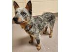 Adopt Winnie a Australian Cattle Dog / Blue Heeler