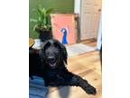Adopt Daphne a Standard Poodle, Mixed Breed