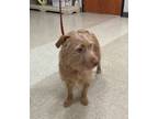 Adopt Flossy a Terrier, Mixed Breed