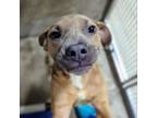 Adopt Ms. Charleston a American Staffordshire Terrier