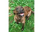 Adopt Harmony a Terrier
