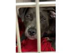 Adopt Wheezy a Pit Bull Terrier, Mixed Breed