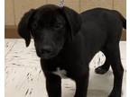 Adopt Bun E a Labrador Retriever, Mixed Breed