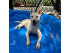 Adopt Lucy a Siberian Husky, Mixed Breed