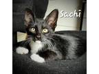 Adopt SACHI a Domestic Short Hair