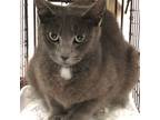 Adopt Twinkle a Domestic Short Hair, Russian Blue