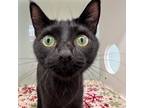Adopt Willow a Domestic Short Hair