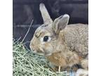Adopt Brookie a Bunny Rabbit