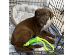 Adopt Pup Tart a Chocolate Labrador Retriever