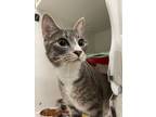 Adopt Olympia a Domestic Short Hair