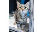 Adopt TWINKLE a Domestic Short Hair