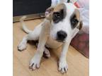 Adopt Chrissy a Great Pyrenees, Pit Bull Terrier